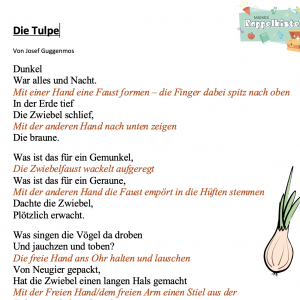Fingerspiel – Die Tulpe 🌷